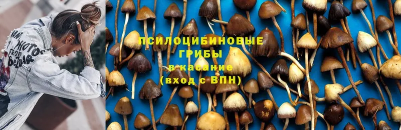 Псилоцибиновые грибы Magic Shrooms  Дмитровск 